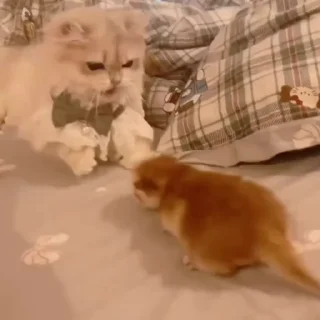 🐈