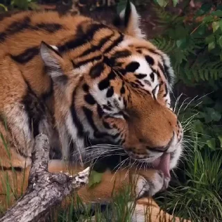 🤩