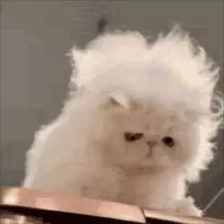 😺