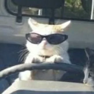 😎