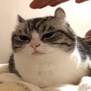 🦟