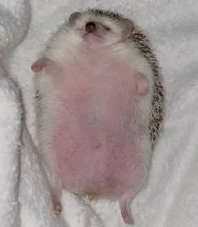 🦔