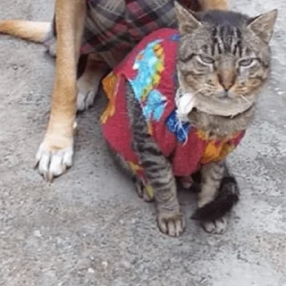 🐶