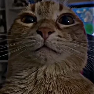 Коты мемы ➡️ @Earth928B