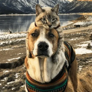 🐈
