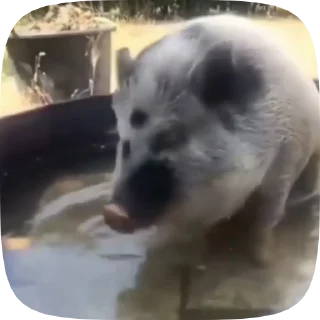 🐷
