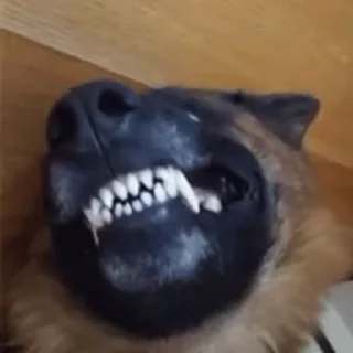 🐾