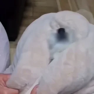 🐩