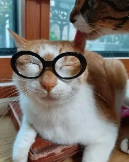 👓