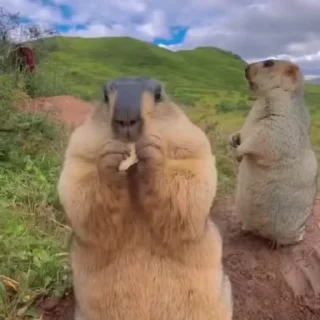 🦫