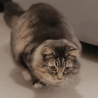 🐱