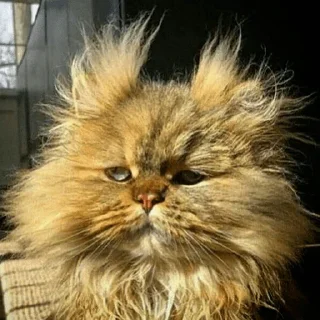 🐈