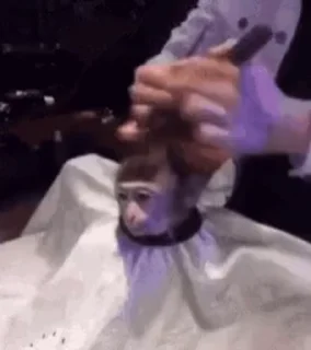 🐵