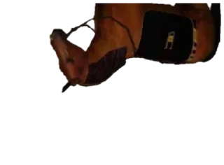 🐎