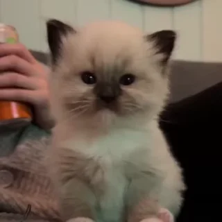 😠
