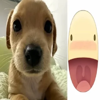 🌟