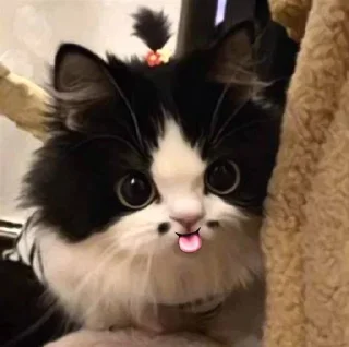 😸