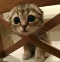 😿