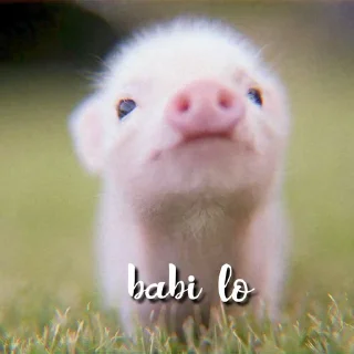 🐽