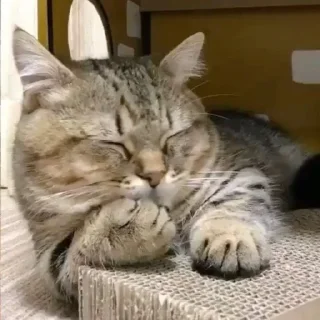 😴
