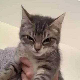😾