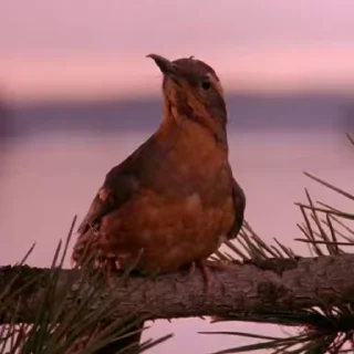 🐦