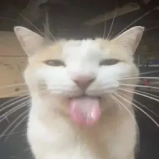 🐱