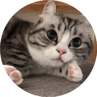 😺