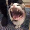 чушь и ерунда t.me/addstickers/dumbasscats