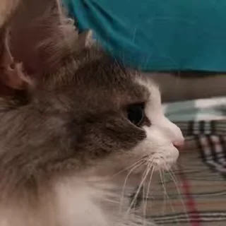 🙀