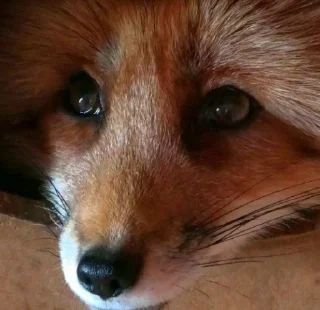🥺