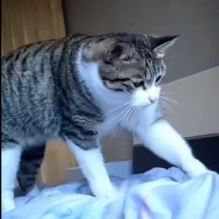 🐈‍⬛️