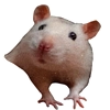 Ёся