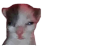 🐈