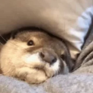 🥱