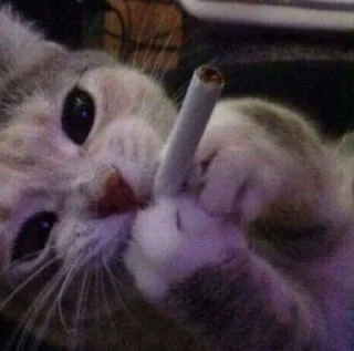 🐱