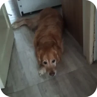 🐶
