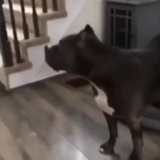 🐕‍🦺