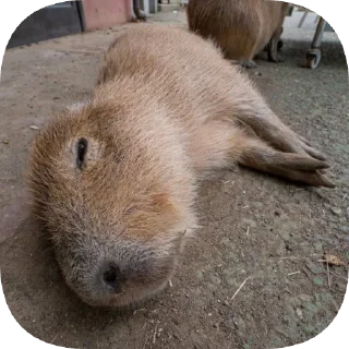 😴