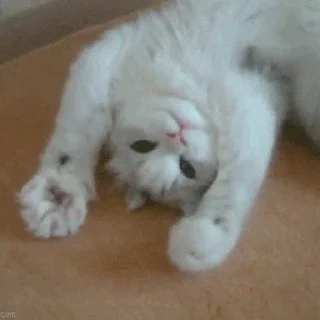 🐾