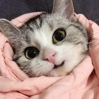 🐈
