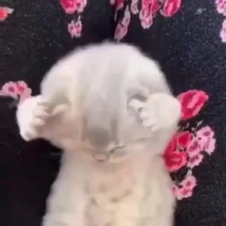 🌟