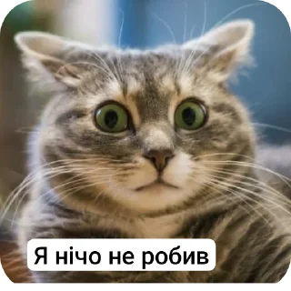 🐱
