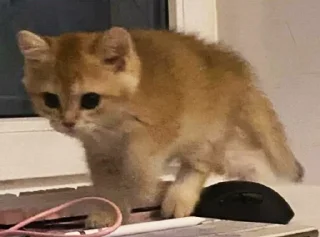🤫
