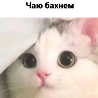🗿