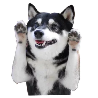 🐶