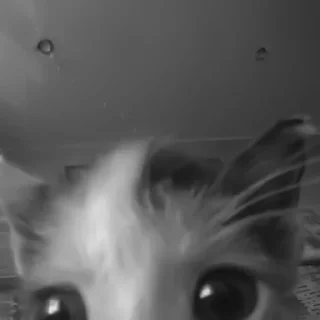 🐈‍⬛️