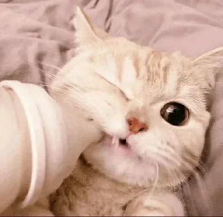 🐾