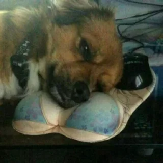 🐶