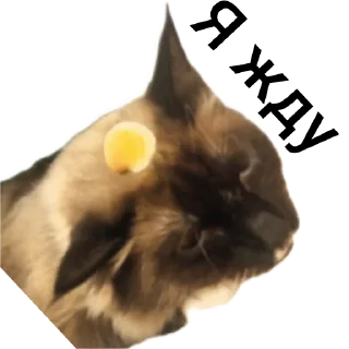 🐱